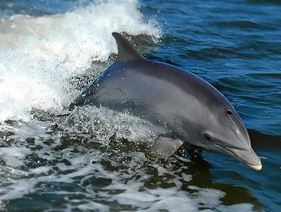 Snorkeling and Dolphin Watching Tour