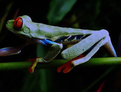 Night Walk at Ecocentro Danaus
