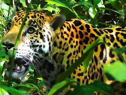 Hiking to Corcovado National Park - Corcovado Wilderness Lodge