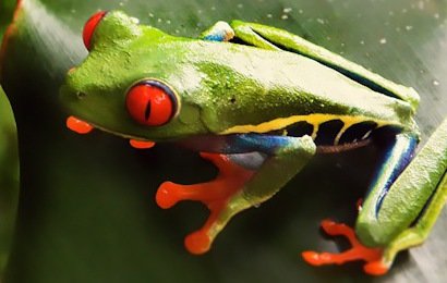 The Rainforest Explorer will take you through some of the most incredible nature and archaeological sites in Costa Rica.