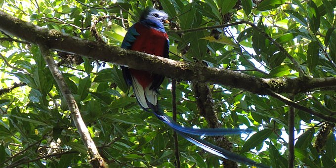 Birdwatching Tour Private - Full Day - Savegre Moutain Hotel