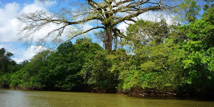 Nestled in the pristine wilderness of northern Costa Rica, the Cano Negro Wildlife Refuge stands as a testament to the nation's commitment to preserving its natural treasures.