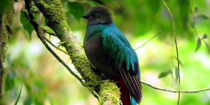 The Childrens Eternal Rain Forest, known by locals as Bosque Eterno de los Ninos, actually began as a school project amongst Swedish children who sought to save a piece of the rain forest.