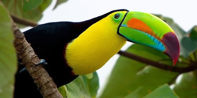 Sarapiqui is the perfect paradise for bird-watchers and whitewater rafting enthusiasts and its abundance of wildlife will leave your breathless. Use our guide to find tours and packages that will leave you with an amazing experience.