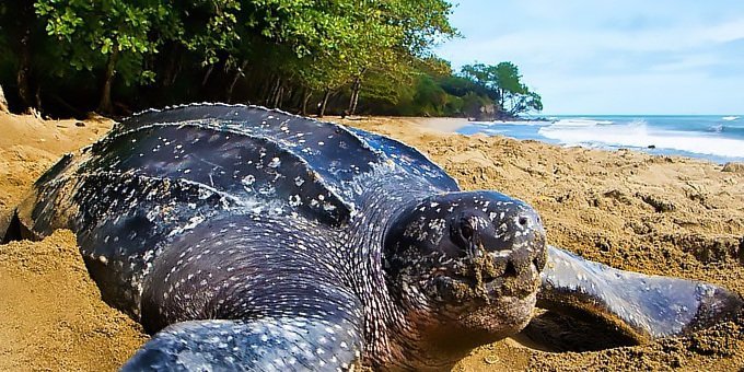 Best known as a protected nesting area for Leatherback sea turtles, Playa Grande also features some of the best surf breaks making it a popular beach for surfers beginner to experienced. Quieter than its next-door neighbor, Tamarindo, offers beautiful beaches for swimming and sunbathing.