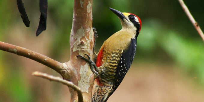 Imagine yourself immersed in a symphony of vibrant colors and melodic calls, surrounded by a breathtaking kaleidoscope of feathered wonders.