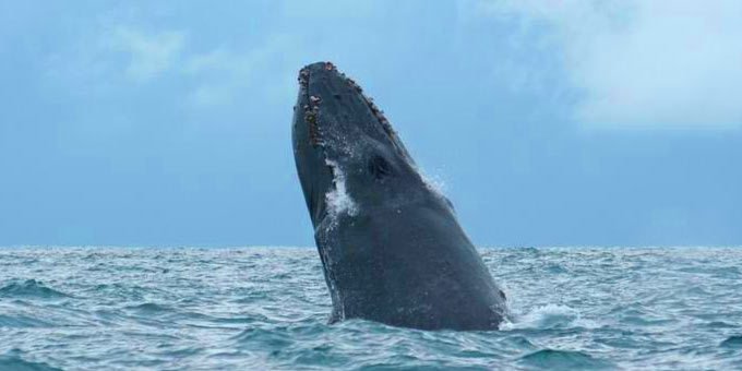 Embark on an unforgettable journey into the realm of giants, where majestic whales migrate through Costa Rica's warm waters, creating a spectacle of marine life unlike any other.