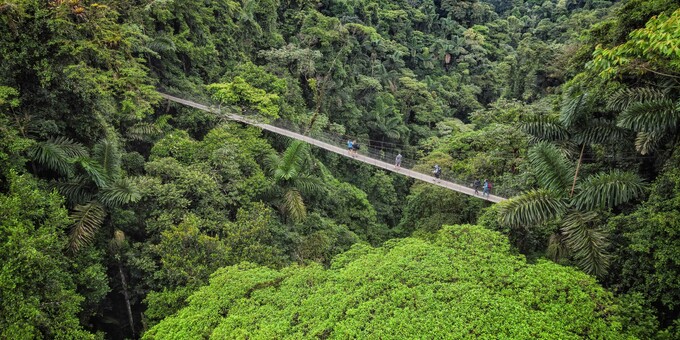 Imagine yourself strolling through the rainforest canopy, suspended high above the forest floor, with a symphony of bird calls filling the air and the vibrant green foliage stretching out as far as the eye can see.