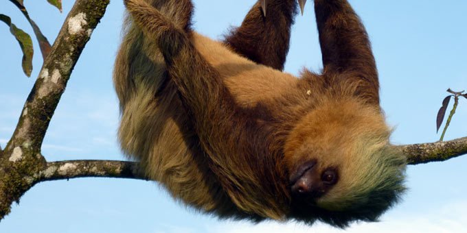 Costa Rica, a vibrant tapestry of lush rainforests, pristine beaches, and majestic volcanoes, is a haven for wildlife enthusiasts.