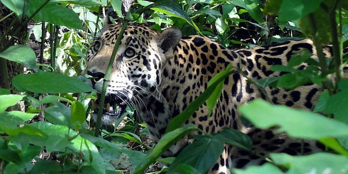 The Osa Peninsula is one of Costa Rica's last frontiers and will remain that way thanks to the protection of lands within Corcovado National Park.