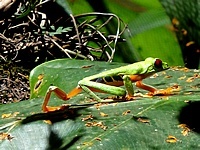 Cahuita National Park