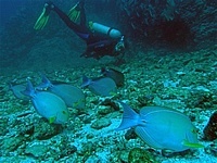 Scuba Diving
