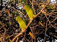 Sarapiqui